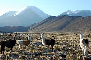 KULTUR: Auf der Spur der Alpacas